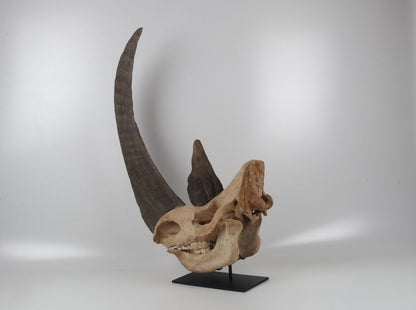 Natural woolly rhinoceros skull