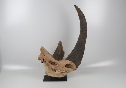 Natural woolly rhinoceros skull