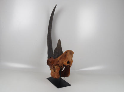 Natural woolly rhinoceros skull