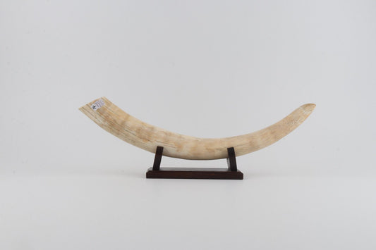 Natural mammoth tusk tip