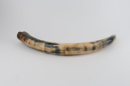 Restored woolly mammoth tusk