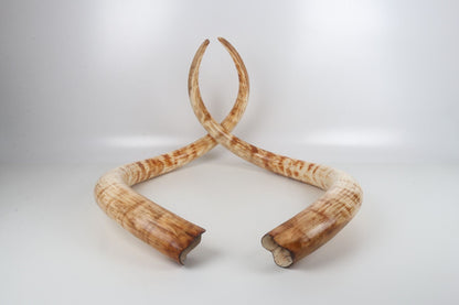 Natural woolly mammoth tusk pair