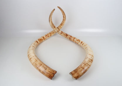 Natural woolly mammoth tusk pair