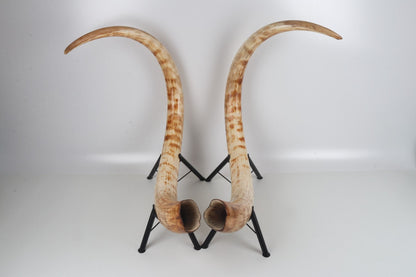 Natural woolly mammoth tusk pair