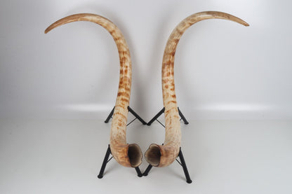 Natural woolly mammoth tusk pair