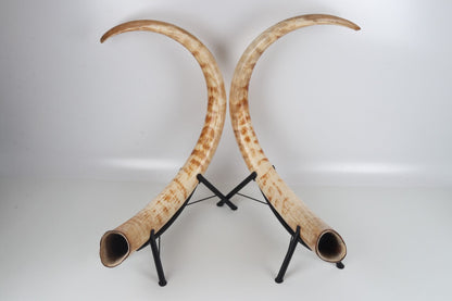 Natural woolly mammoth tusk pair