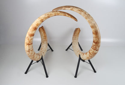 Natural woolly mammoth tusk pair