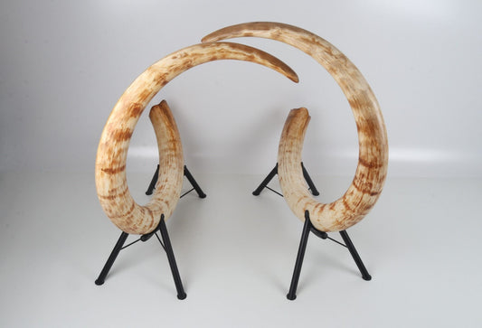 Natural woolly mammoth tusk pair