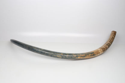 Natural mammoth tusk