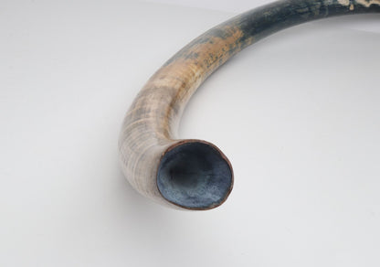 Natural mammoth tusk