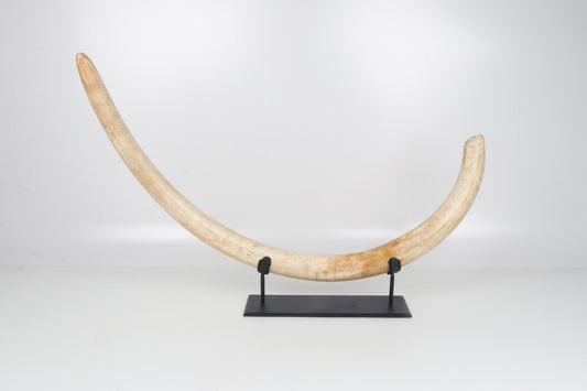 Natural woolly mammoth tusk
