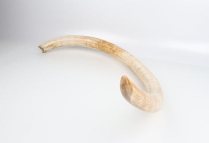 Natural woolly mammoth tusk