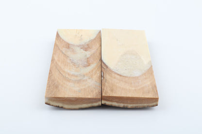 Stabilised mammoth bark scales
