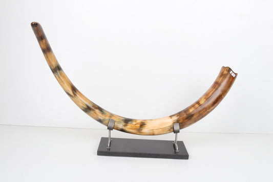 Restored woolly mammoth tusk
