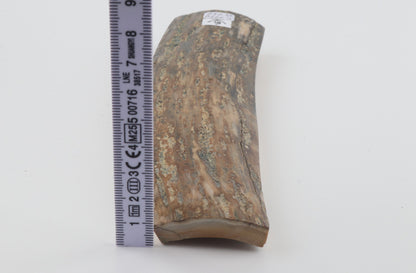 Beige mammoth bark