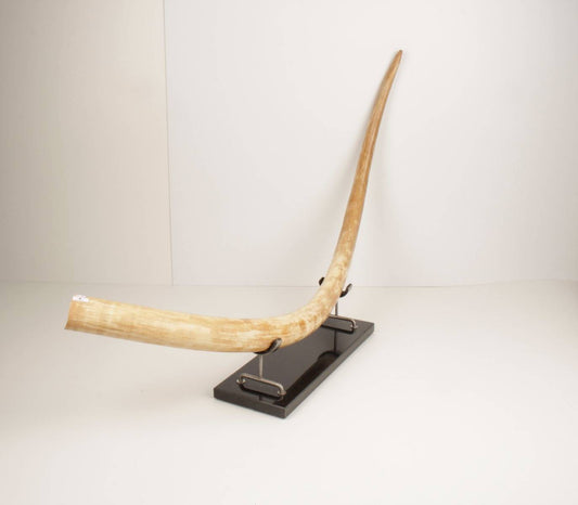 Natural woolly mammoth tusk