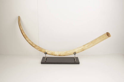 Natural woolly mammoth tusk
