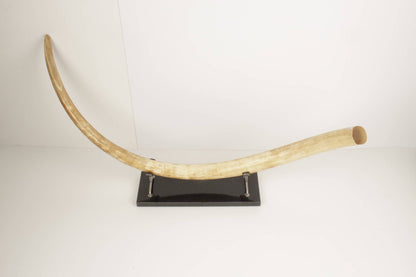 Natural woolly mammoth tusk