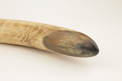 Natural mammoth tusk tip