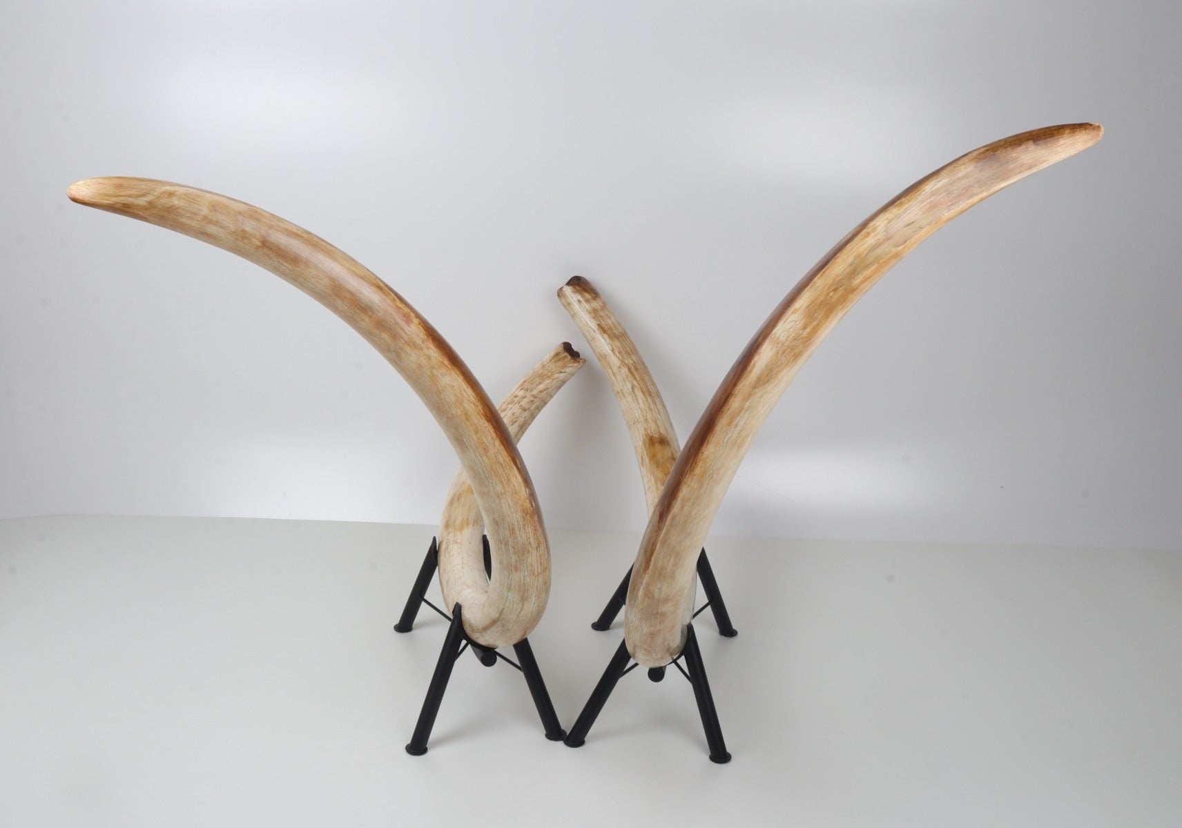 Natural woolly mammoth tusk pair