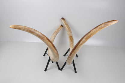 Natural woolly mammoth tusk pair