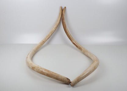 Natural woolly mammoth tusk pair
