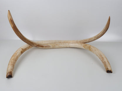 Natural woolly mammoth tusk pair