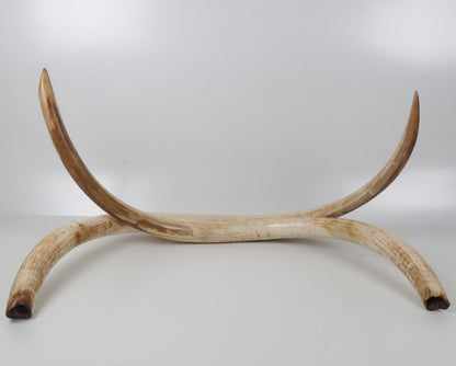 Natural woolly mammoth tusk pair