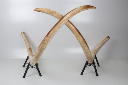 Natural woolly mammoth tusk pair