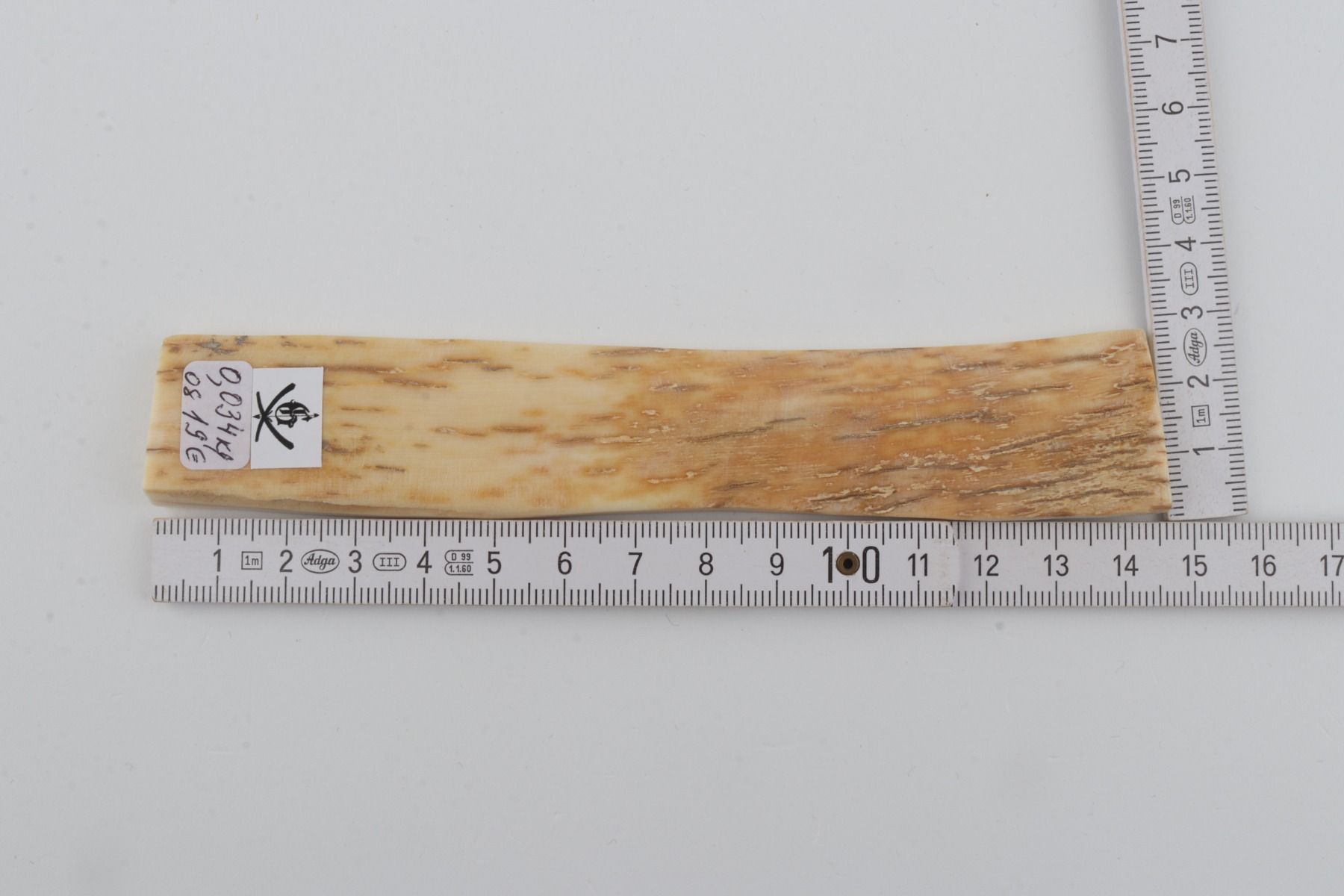 Creme-orange mammoth bark