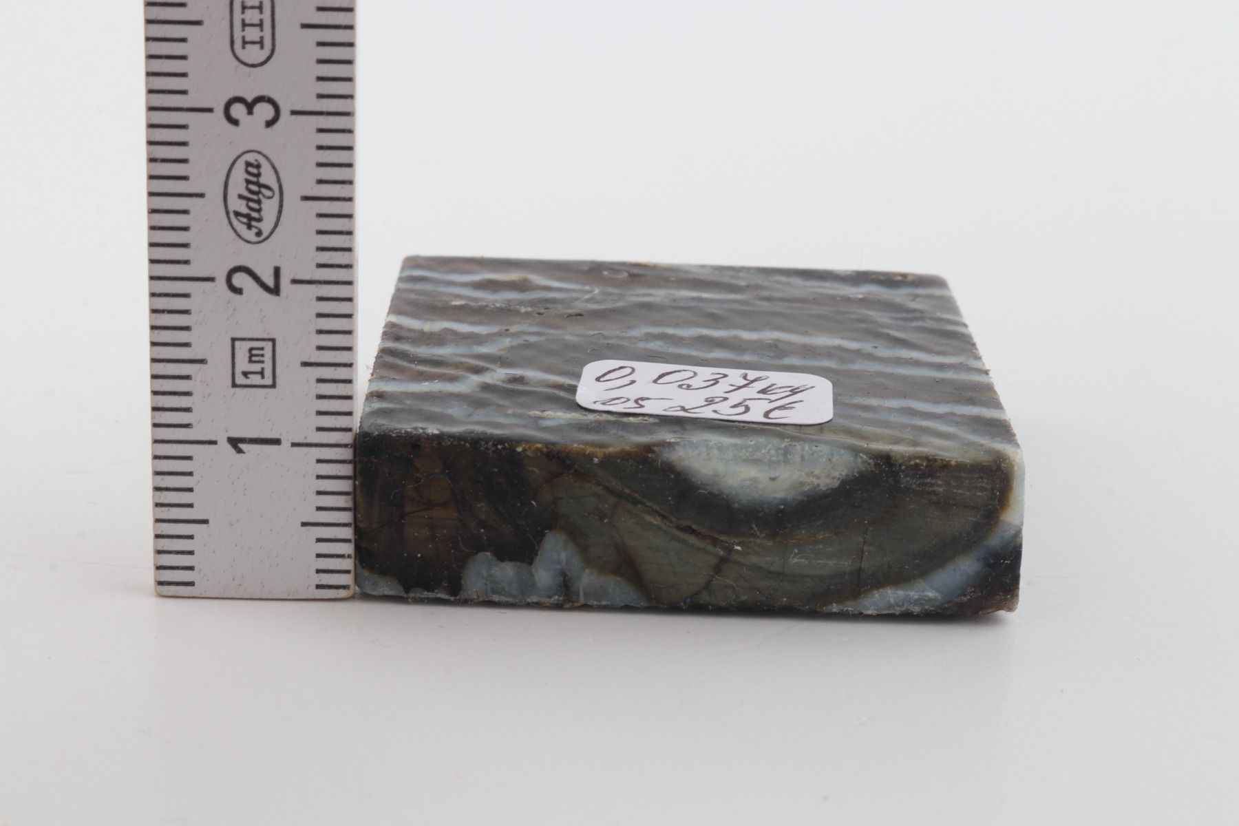 Stabilized mammoth molar piece