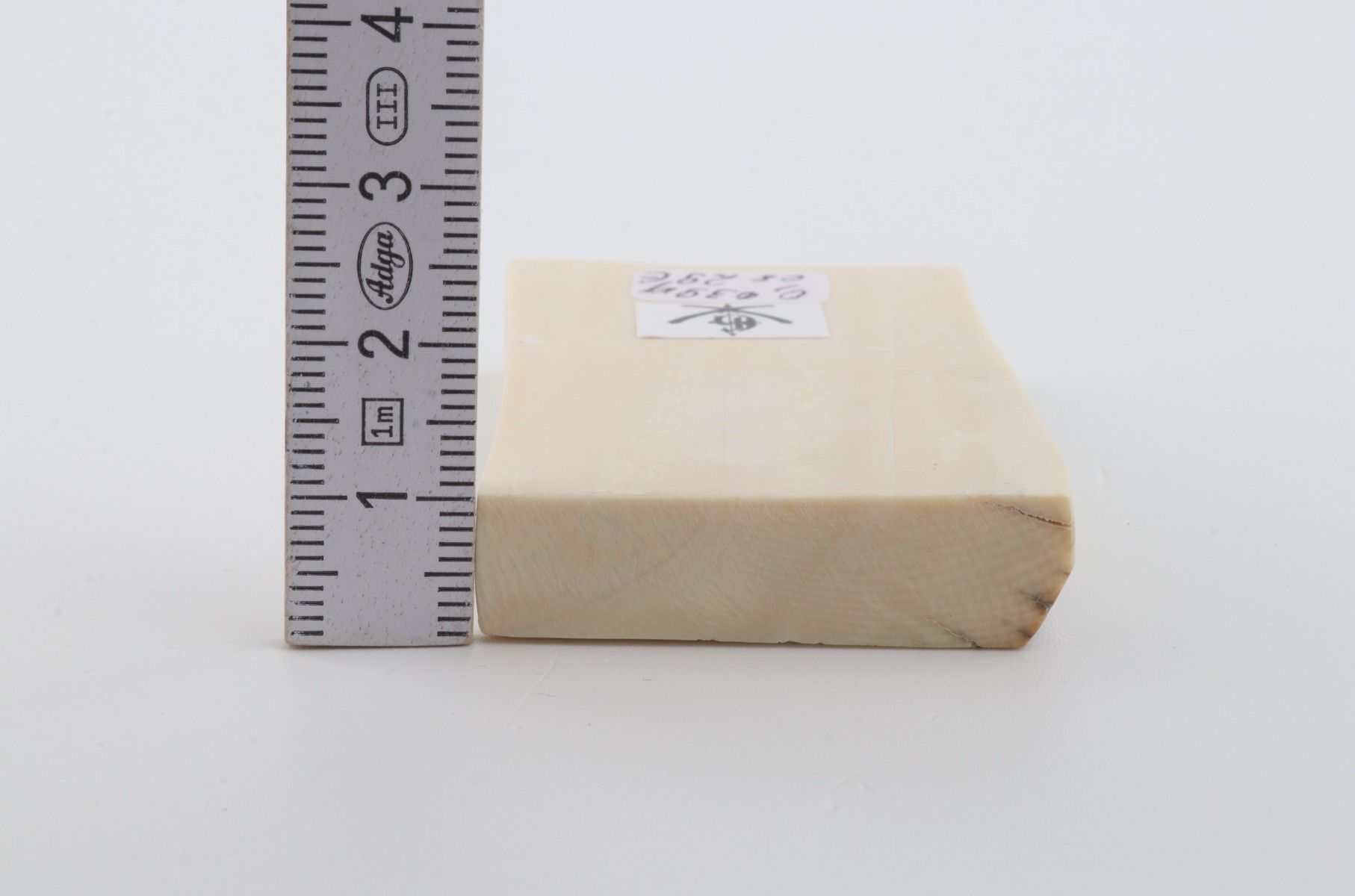 White mammoth ivory segment