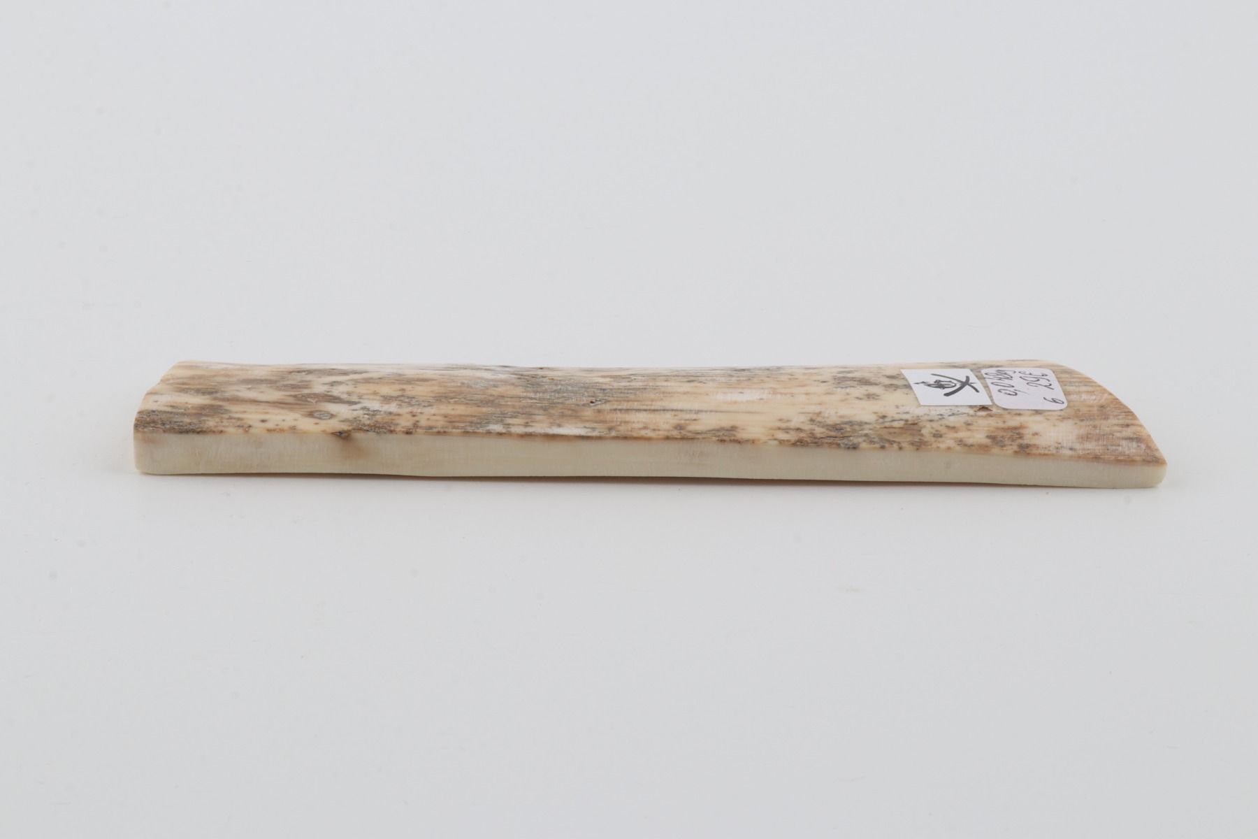 White-grey mammoth bark
