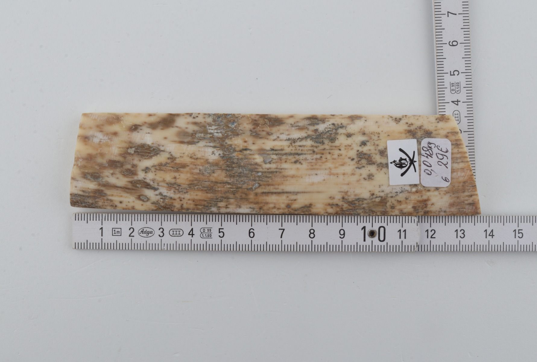 White-grey mammoth bark