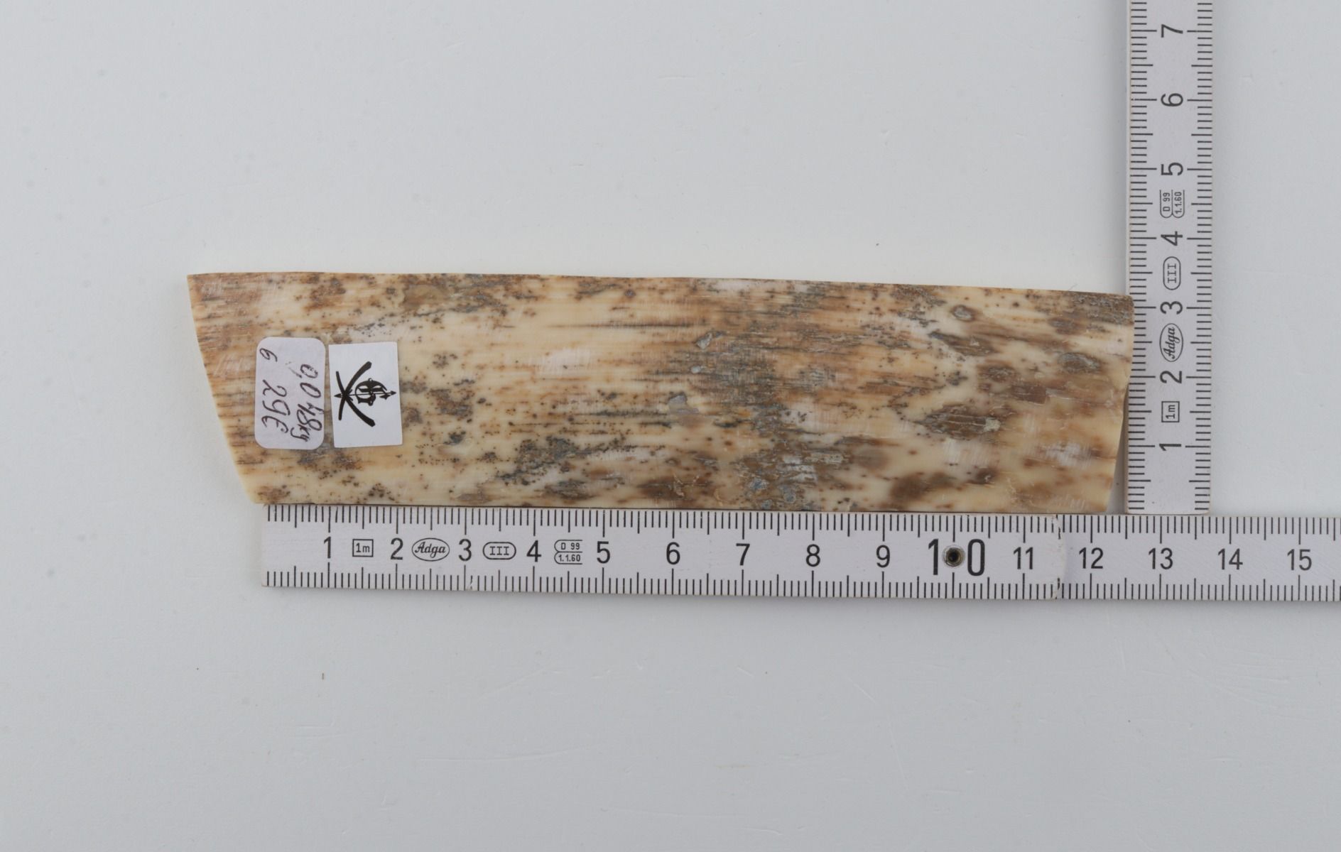 White-grey mammoth bark