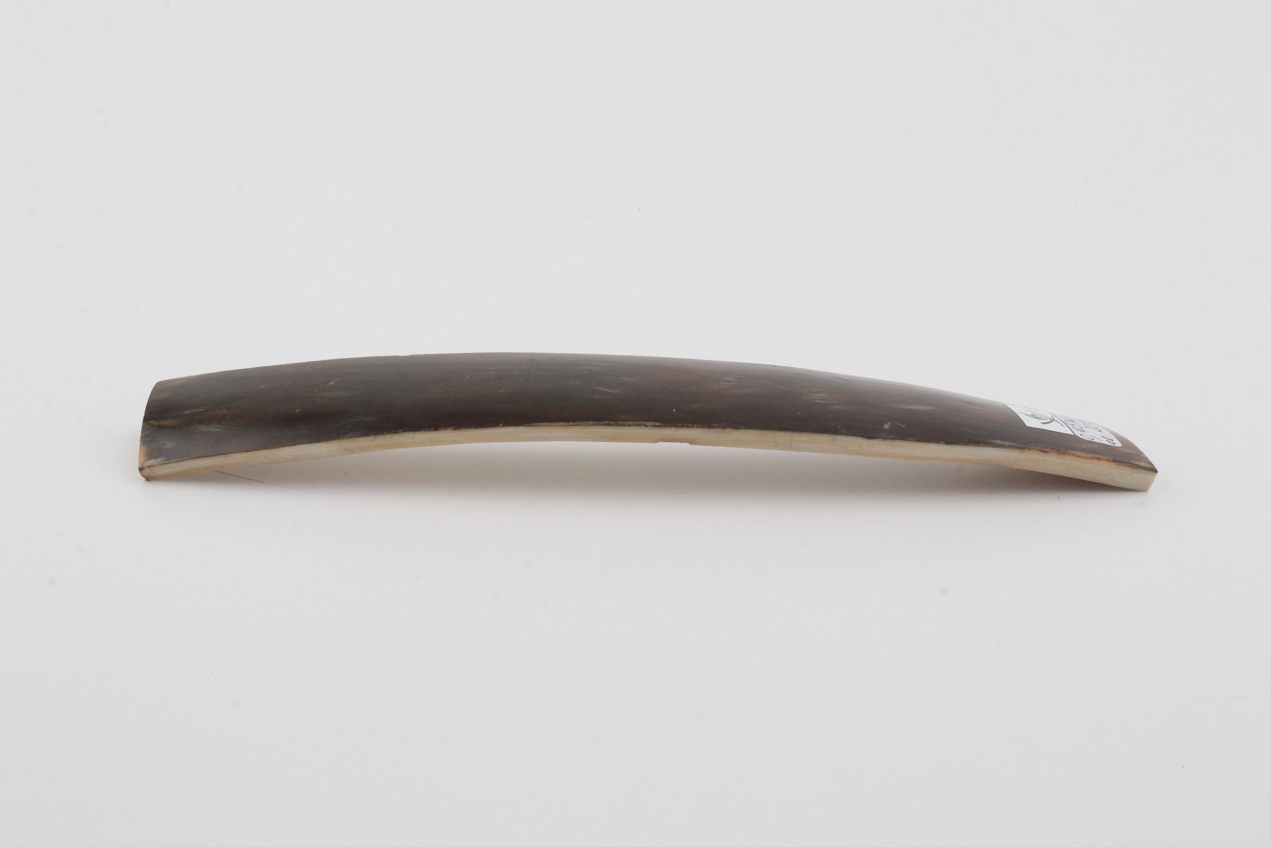 Brown-blue mammoth bark