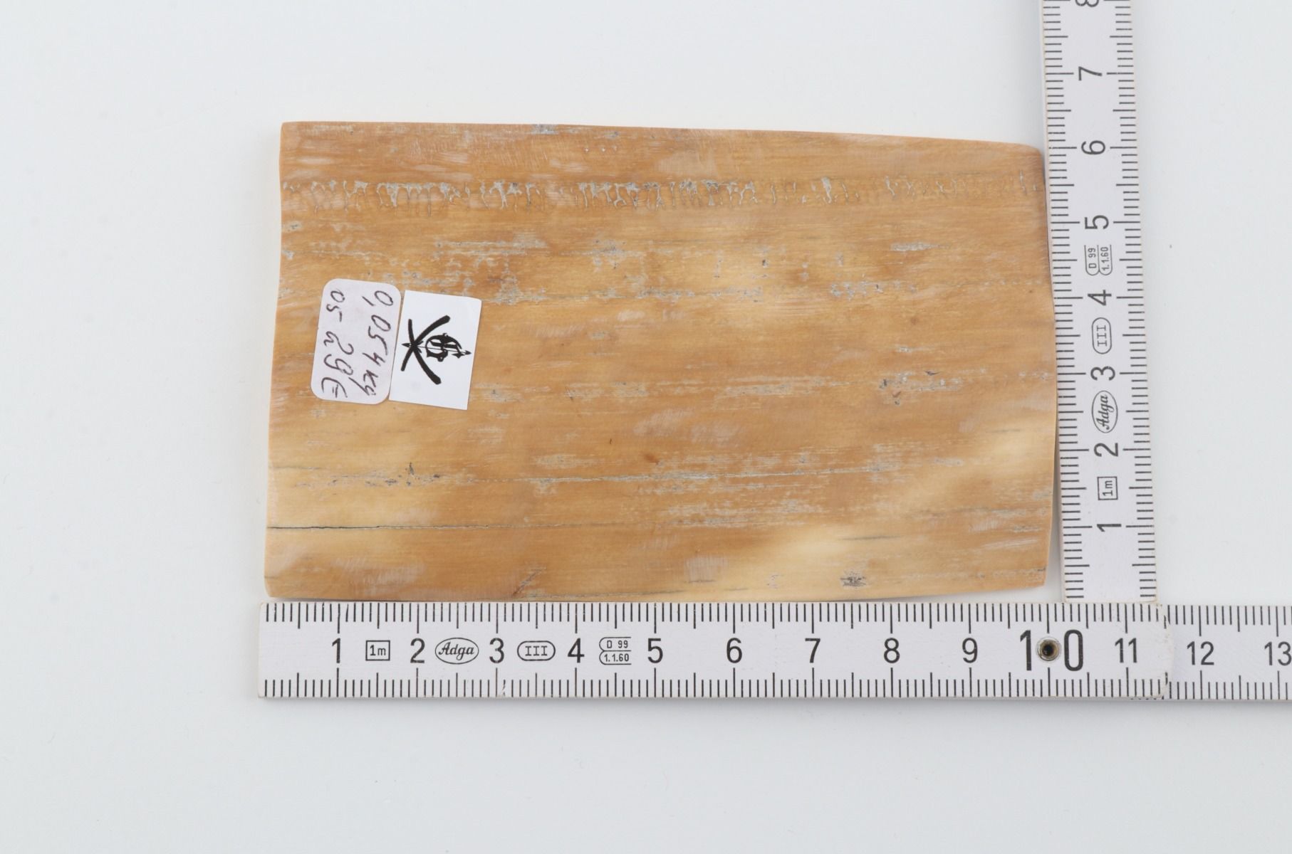 Beige mammoth bark