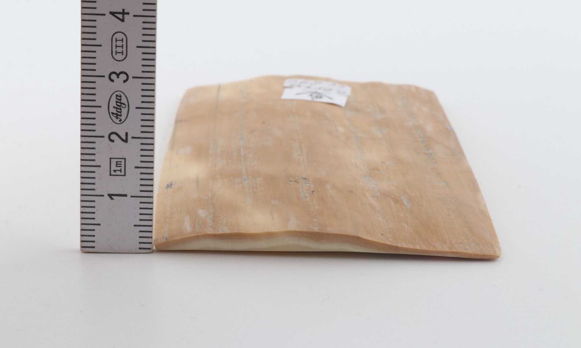 Beige mammoth bark