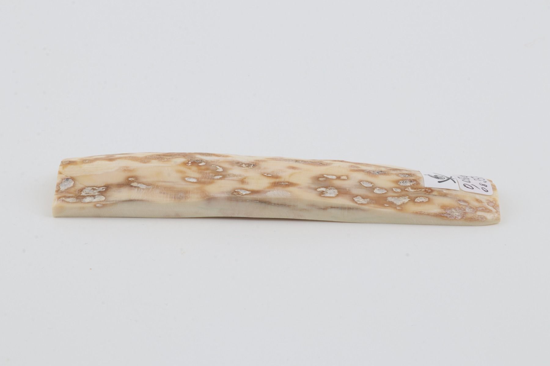 Beige-orange mammoth bark
