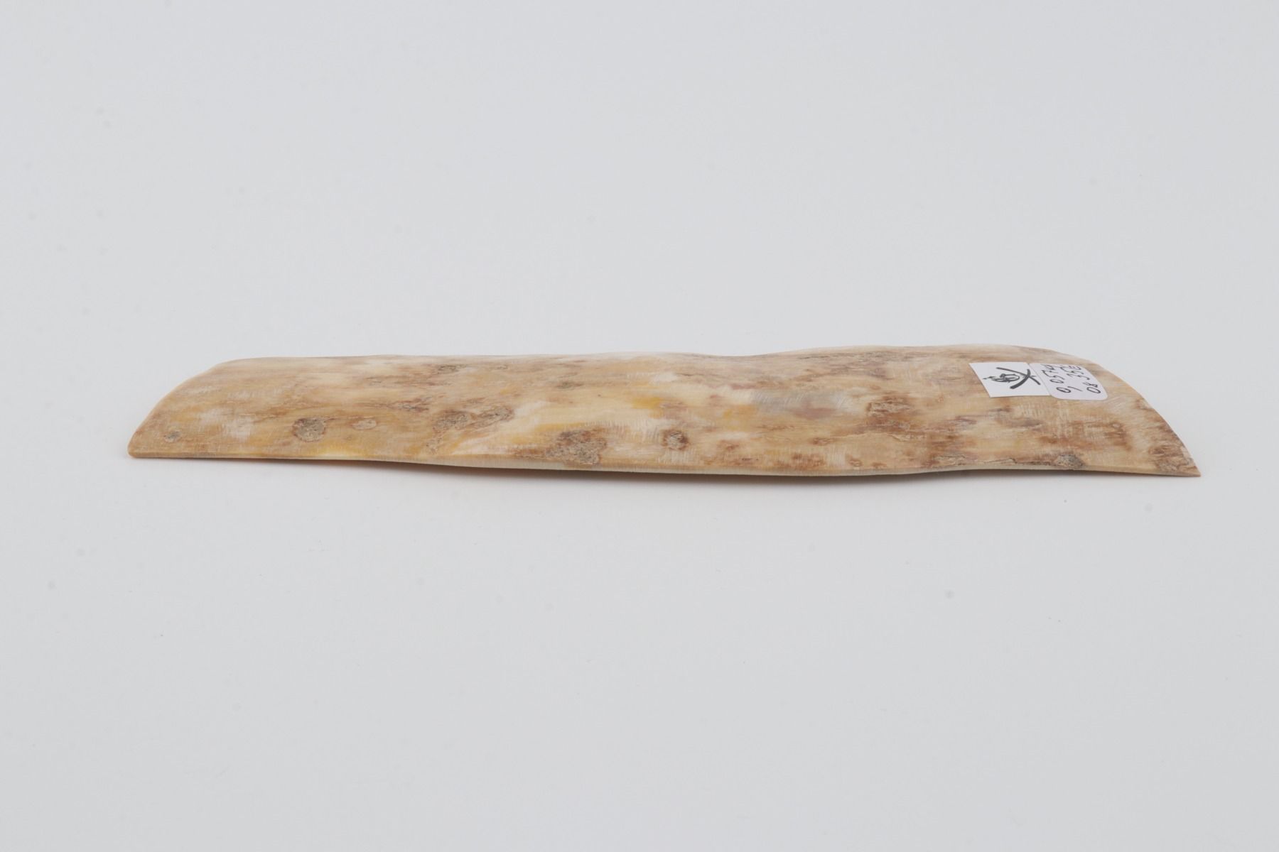 Creme mammoth bark