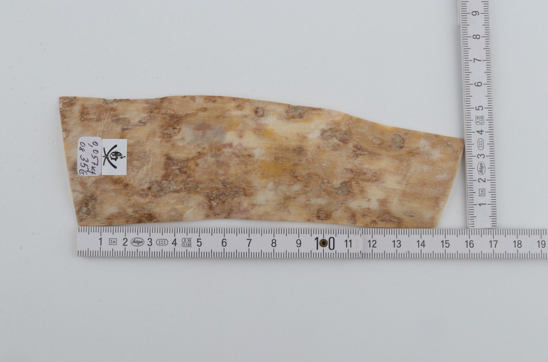Creme mammoth bark