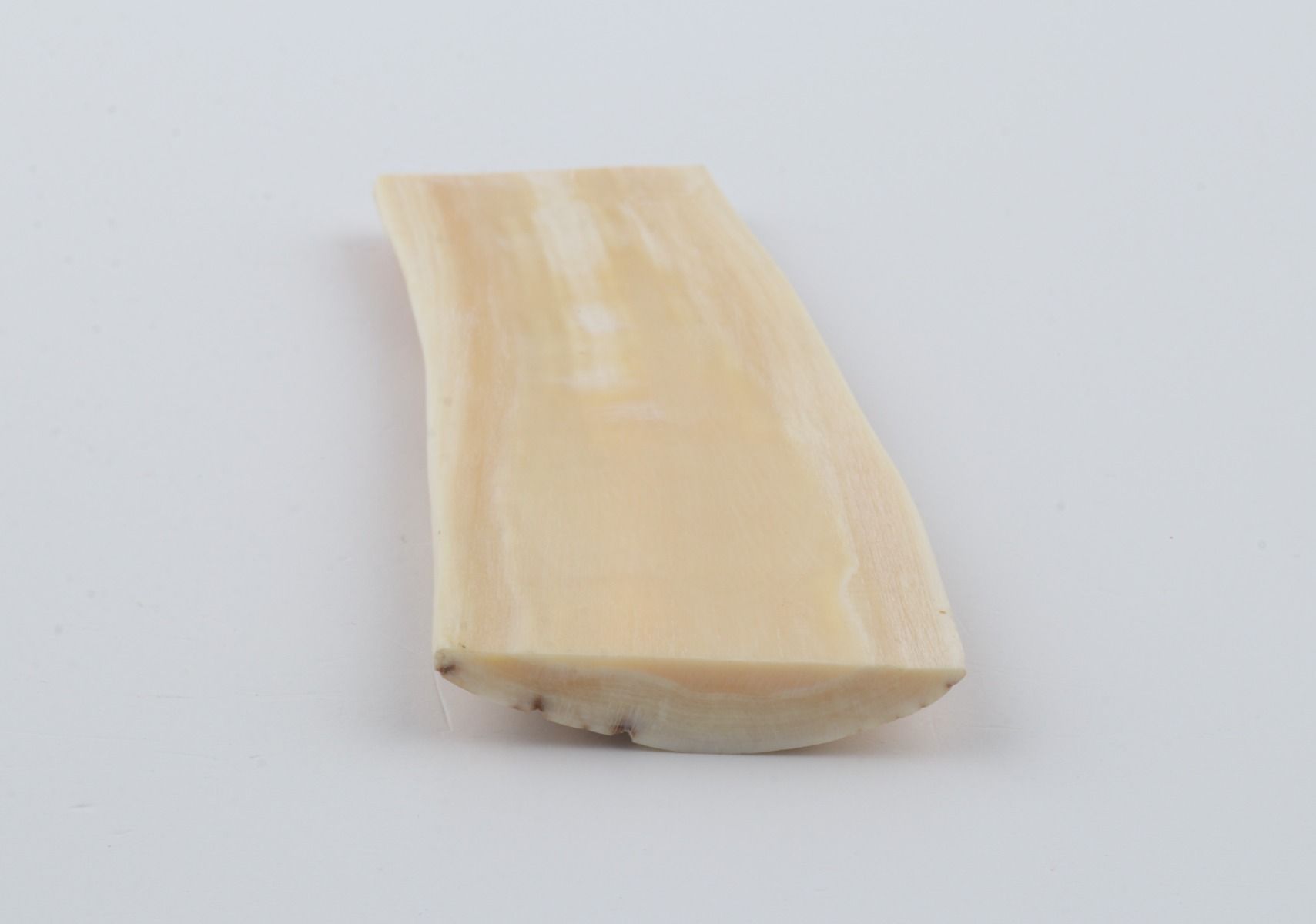 White-yellow mammoth bark