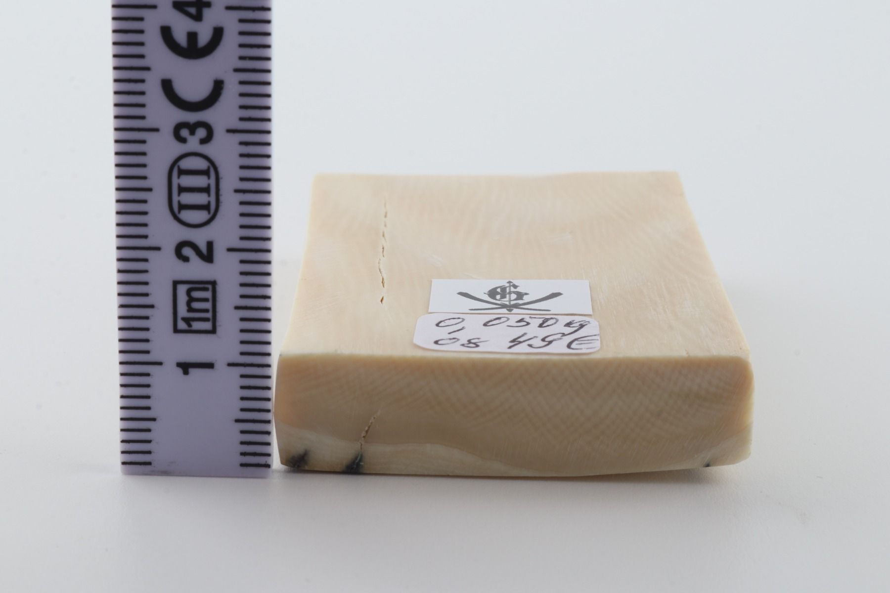 White mammoth ivory segment