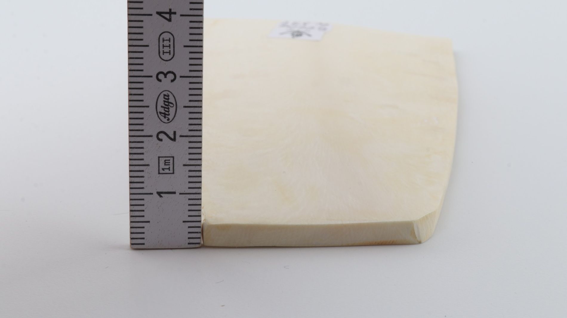 White mammoth ivory segment