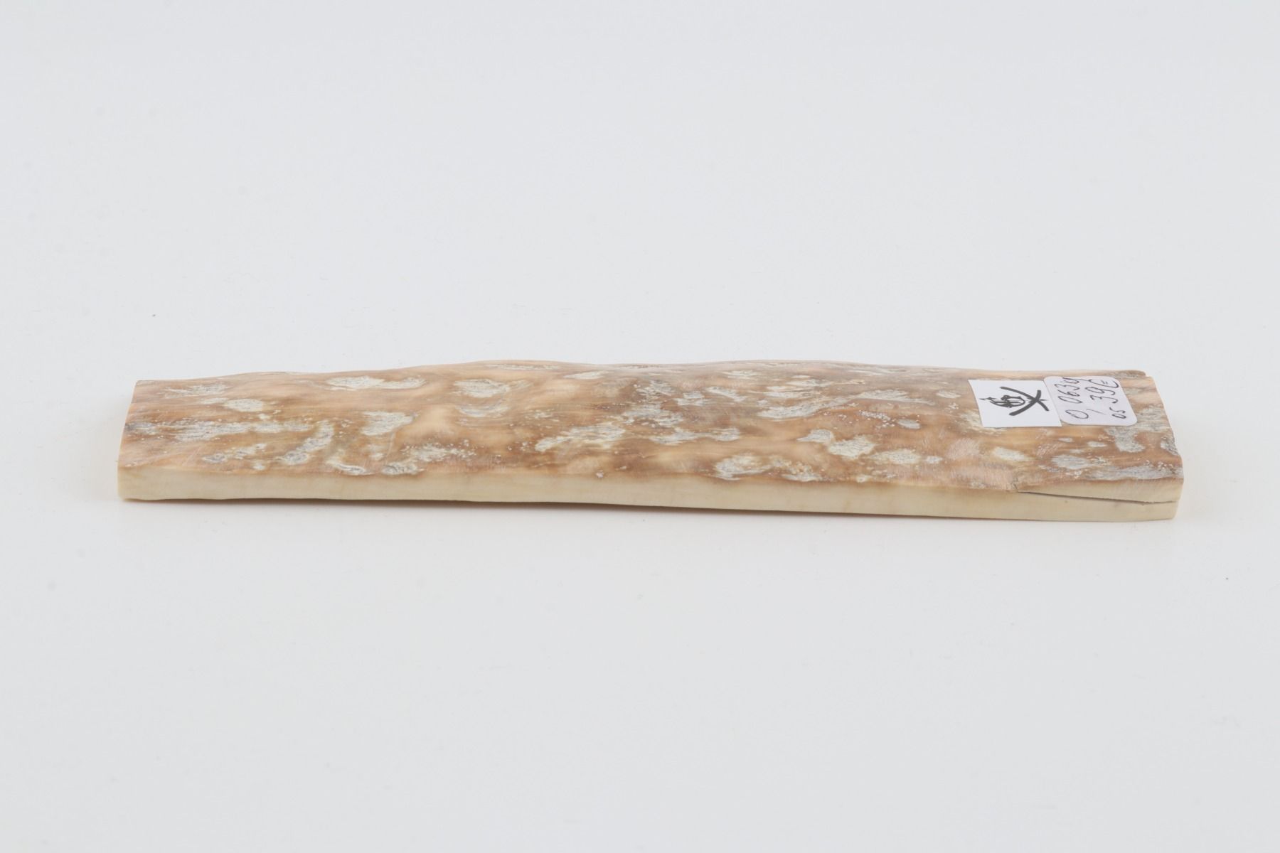 Beige mammoth bark