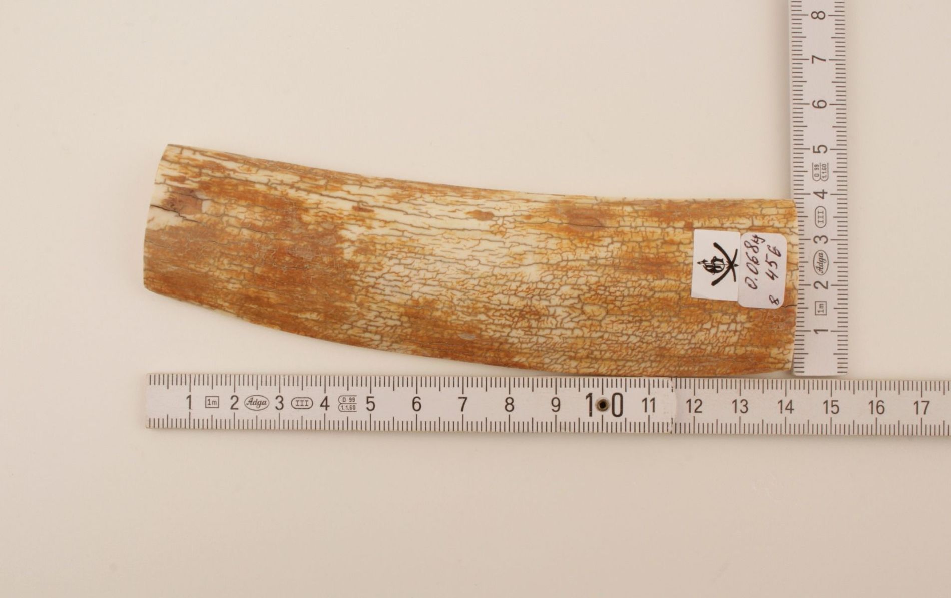 Orange-white mammoth bark