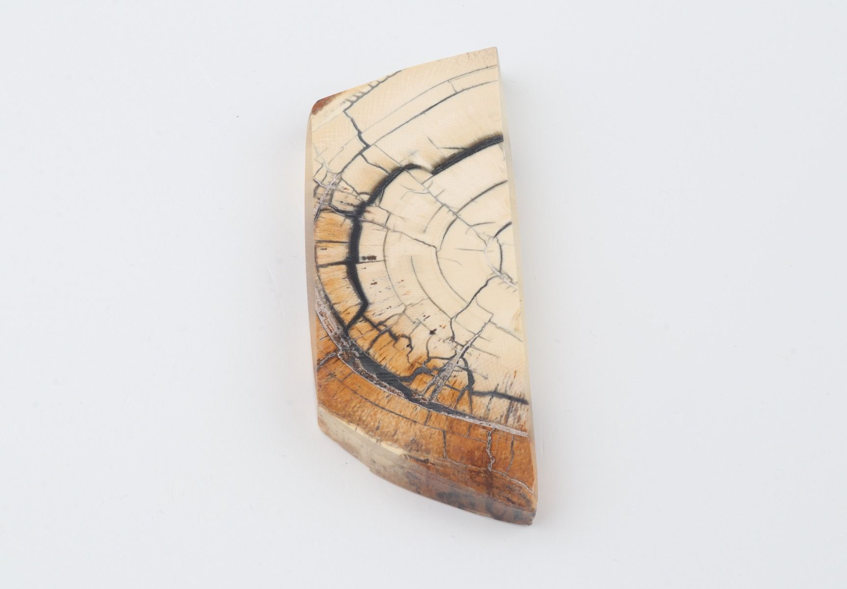 Stabilised mammoth ivory piece