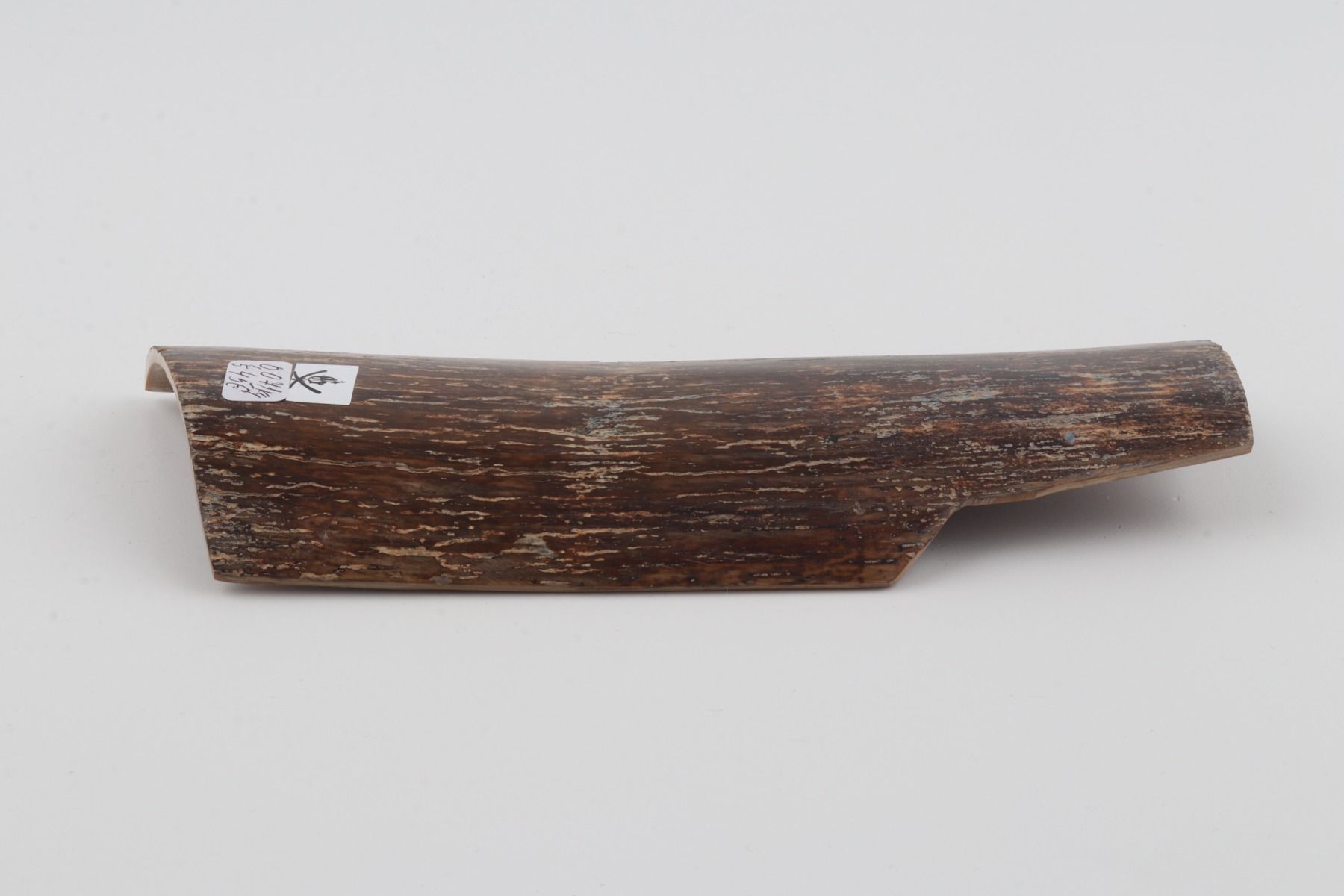 Brown mammoth bark