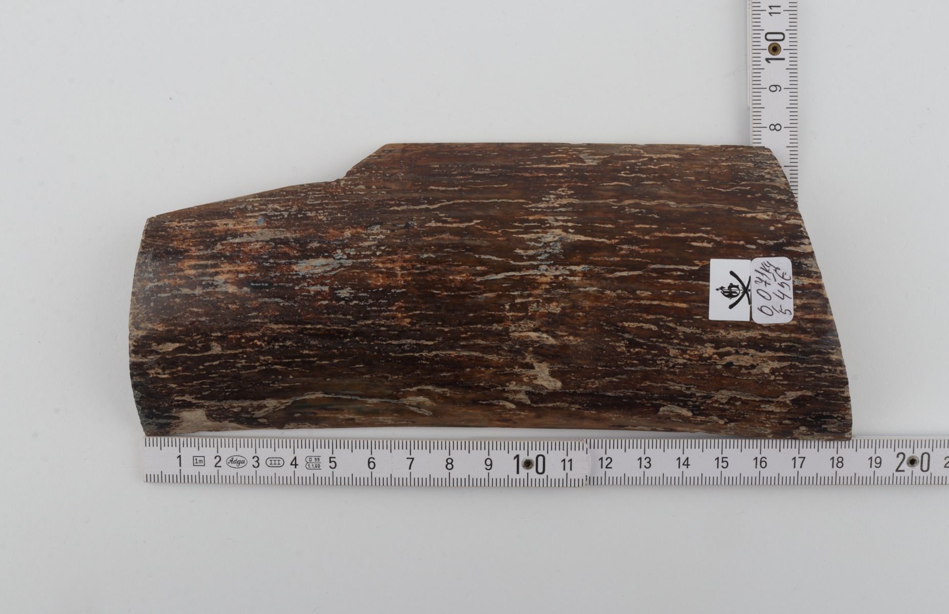 Brown mammoth bark