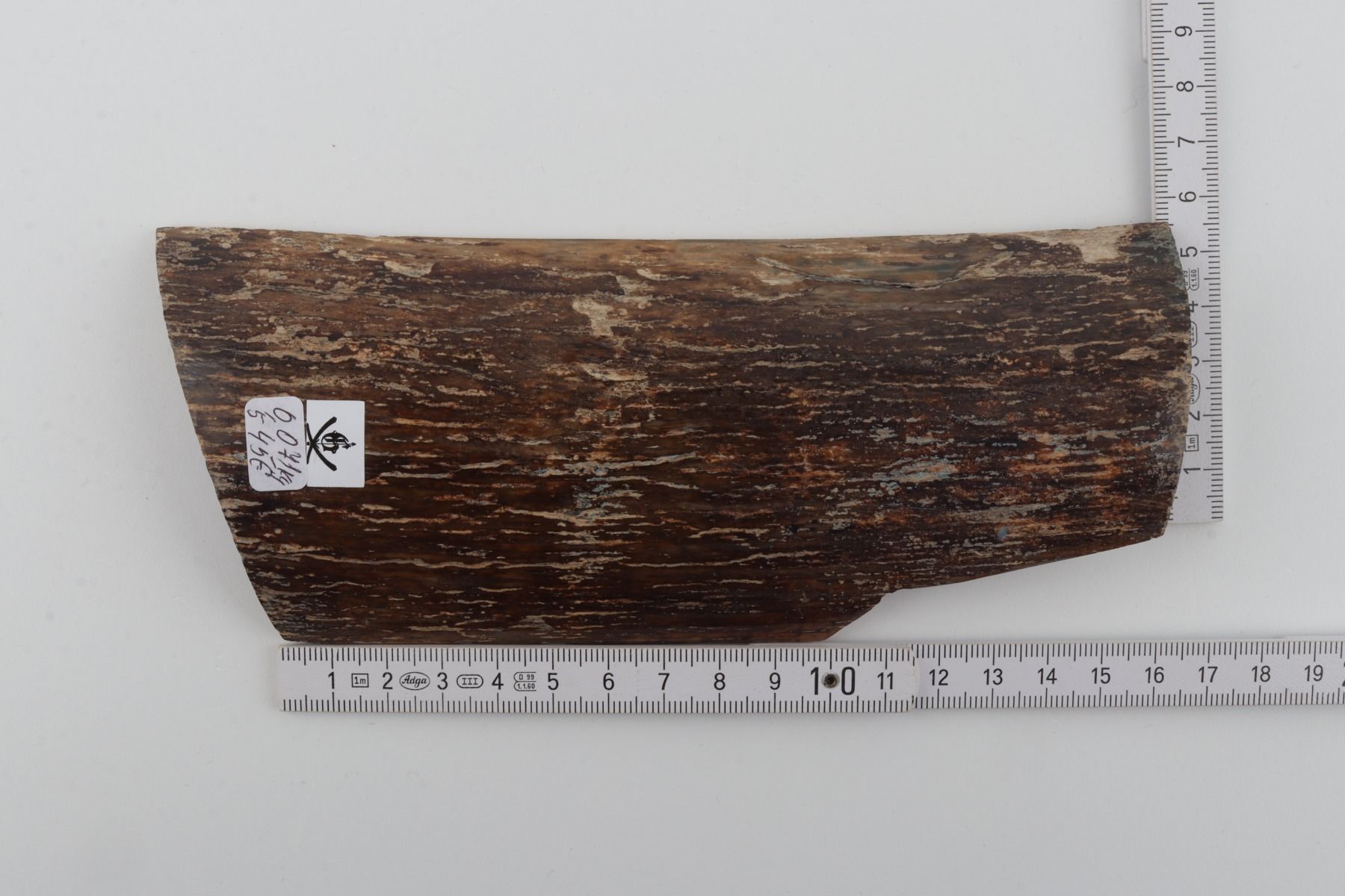 Brown mammoth bark